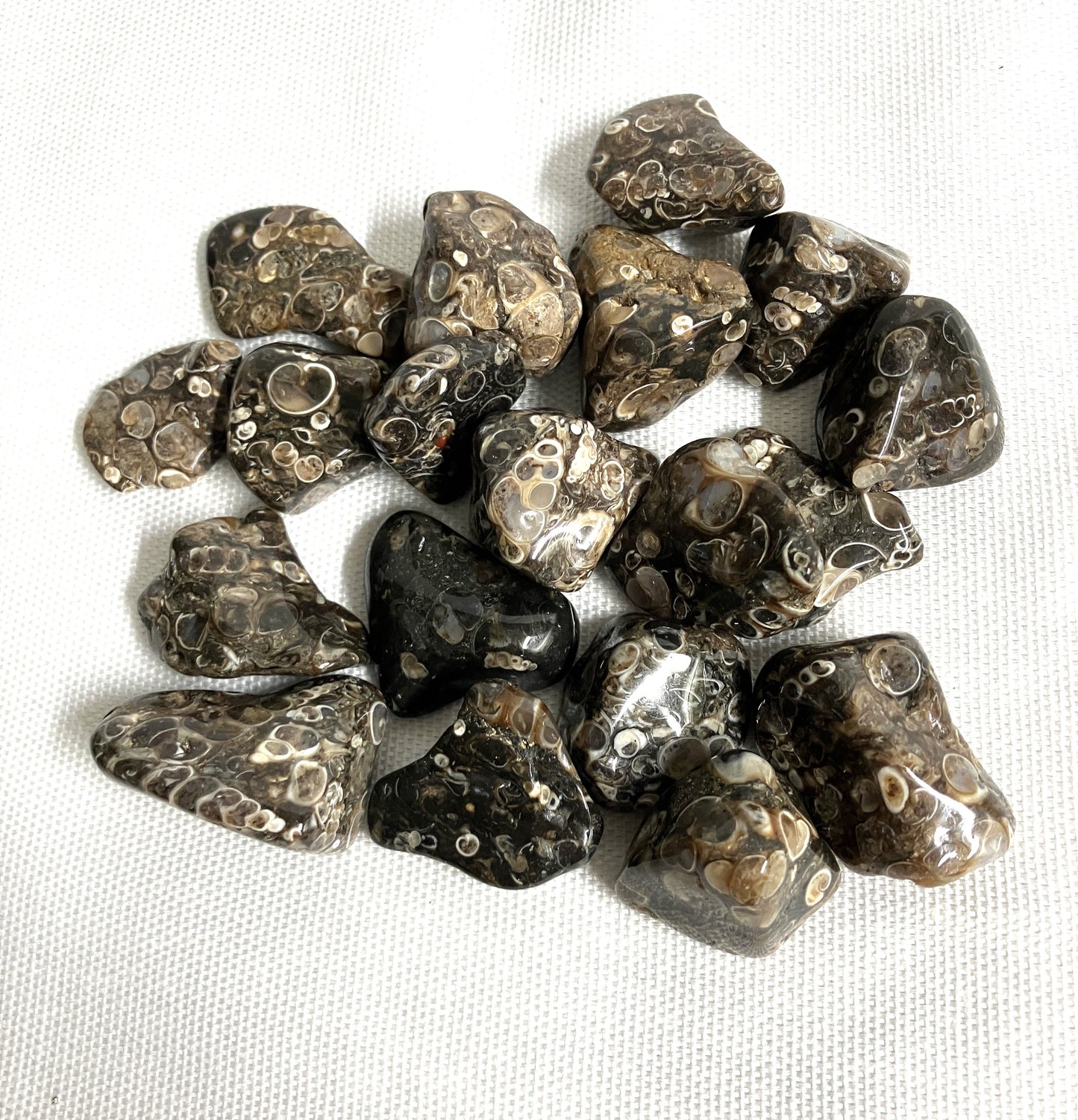 Turritella Fossil Agate Tumble  (#125)