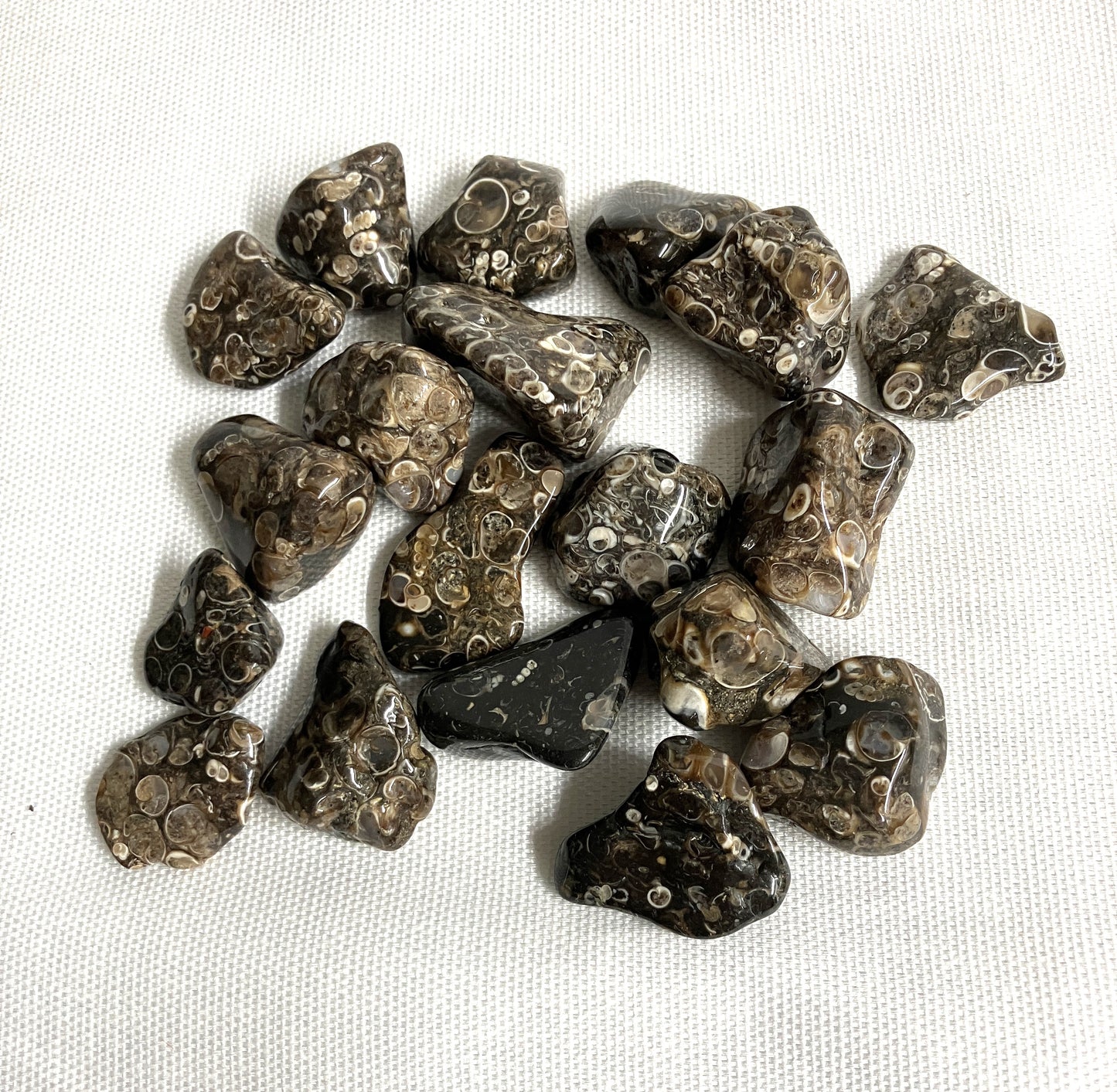 Turritella Fossil Agate Tumble  (#125)