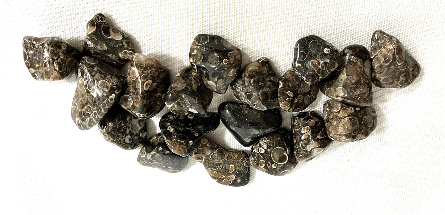 Turritella Fossil Agate Tumble  (#125)